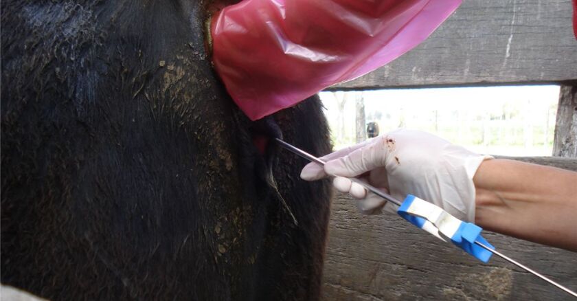 INSEMINACIÓN