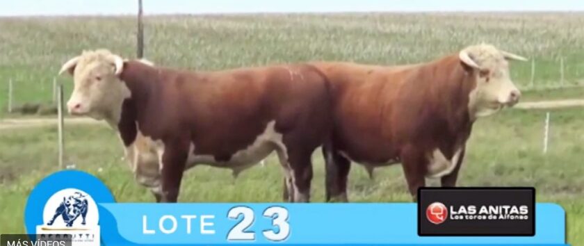 hereford-1-1024x431.jpg