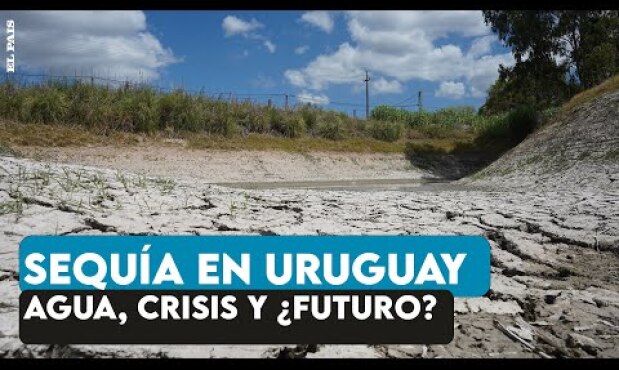 Sequía en Uruguay: falta de lluvia, campos secos y un sector productivo que corre peligro