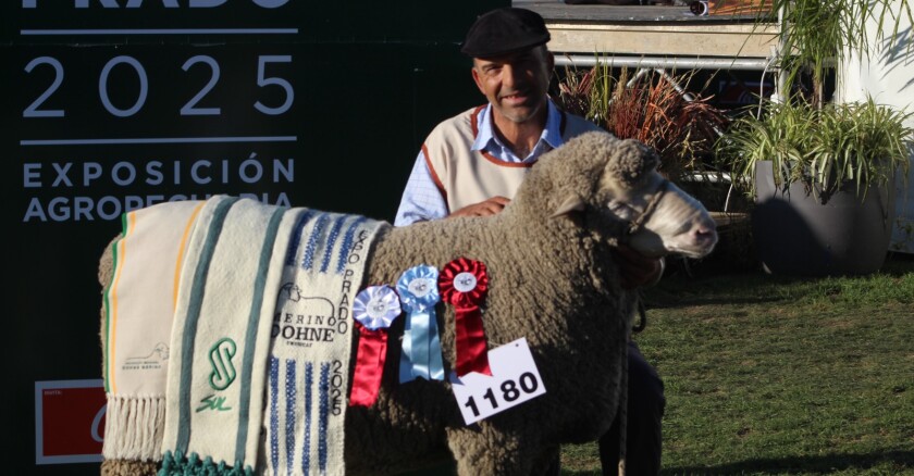 Gran Campeón Merino Dohne