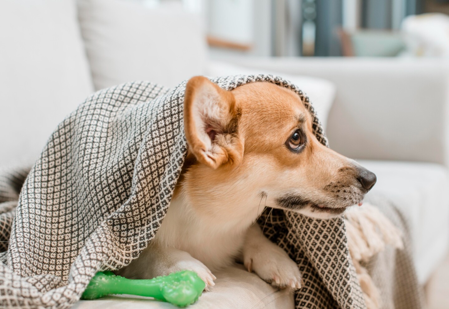 Perro, mascota