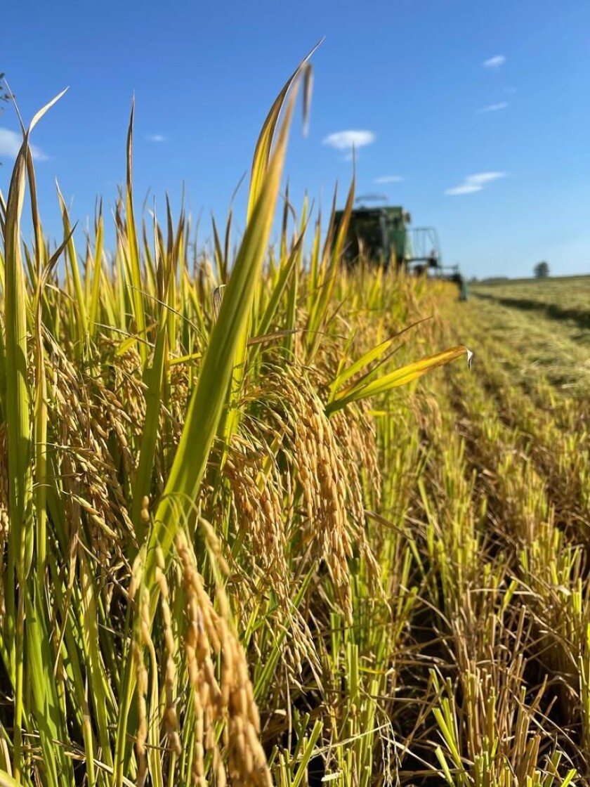 Cosecha de arroz.