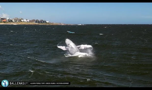 Ballena Yubarta o Jorobada - Saltos en Parada 35 de La Brava - Punta del Este - Uruguay - 11/12/2024