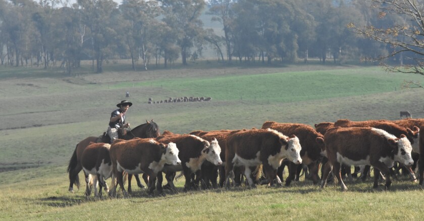 Ganado Hereford.