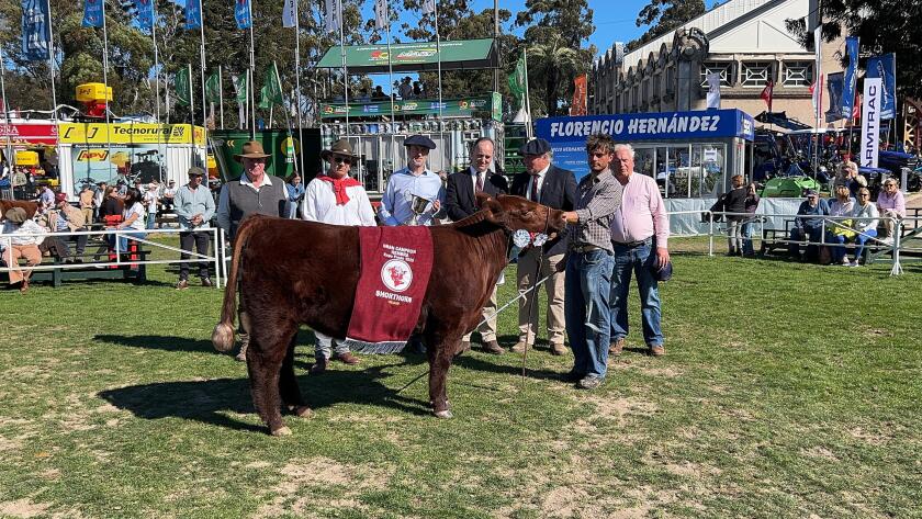 Gran Campeona Hembra Shorthorn.jpeg