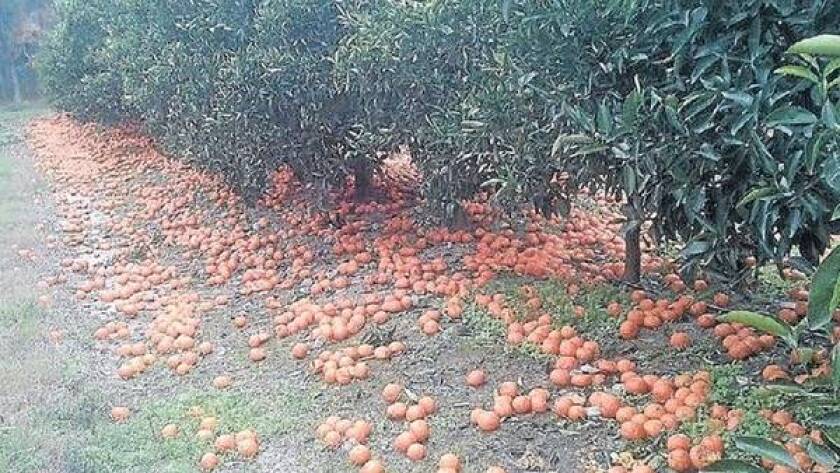 Una vista en el establecimiento del productor citrícola Ricardo Rigoni con la fruta tirada en el campo. Fuente: Clarín.