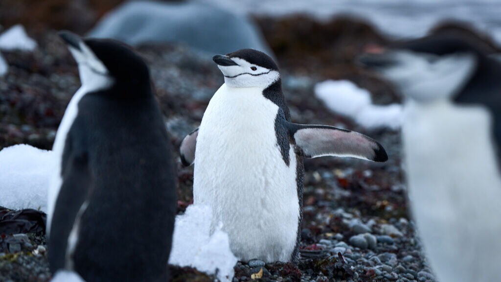 Pingüinos en la Antártida.