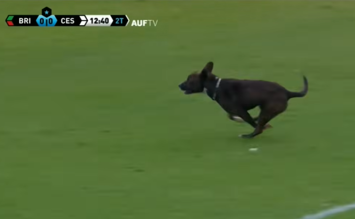 El perro que ingresó al Campeones Olímpicos de Florida.