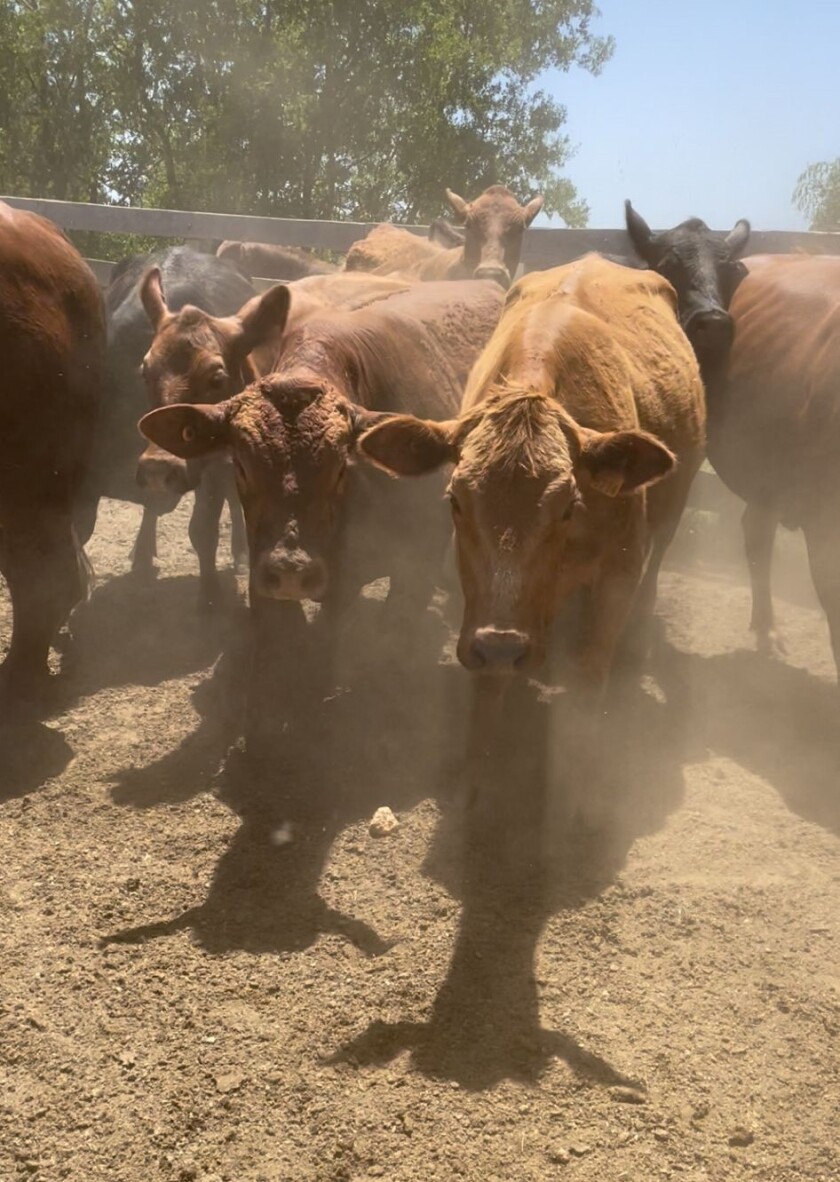 ganado, ganado gordo, vacas, mercado ganadero