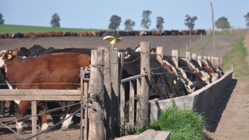 Corral de engorde, feedlot, ganadería, cuota 481
