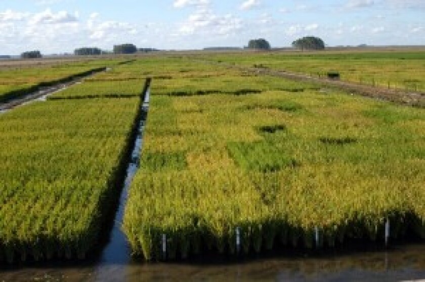 ARROZ