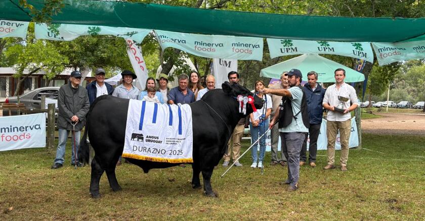 Gran Campeón Angus de San Gregorio Ganadera