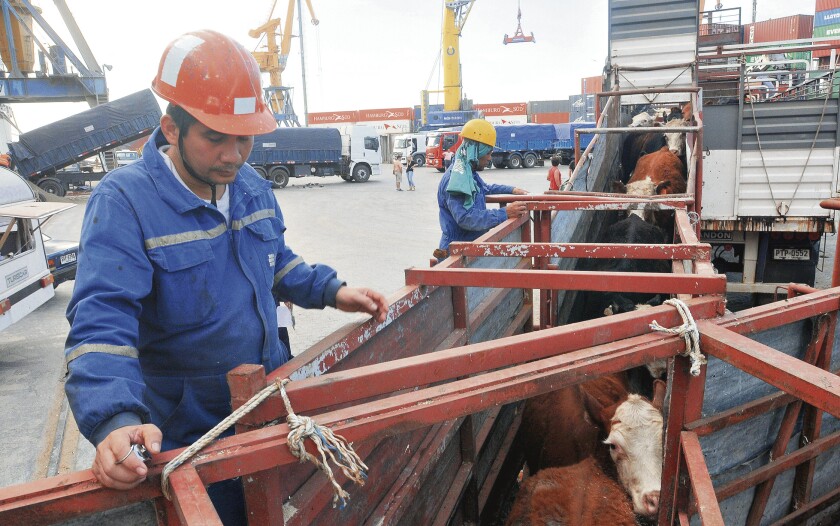 Exportacion de ganado vacuno