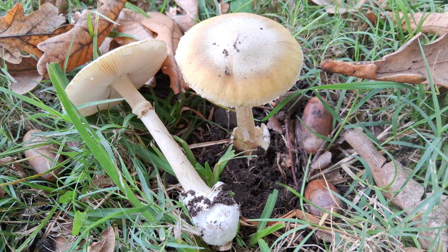 Sombrero de la muerte.
