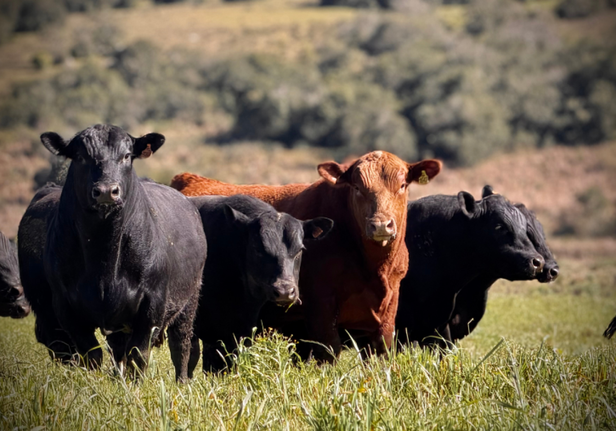 Las Piedras ofrece 30 toros y 80 vientres este lunes