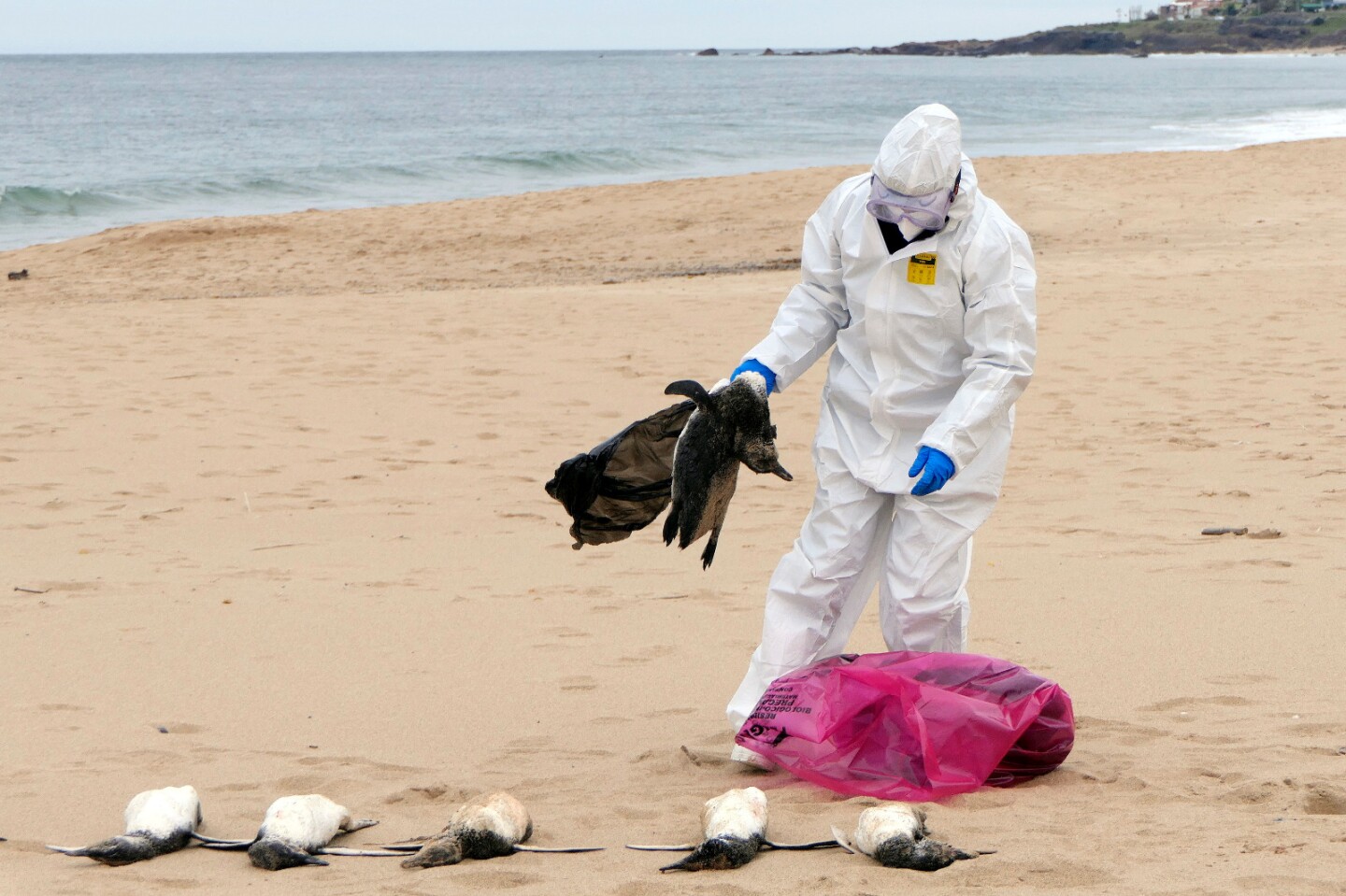 Equipo del Ministerio de Ambiente toma muestras de pingüinos muertos en la costa de Maldonado