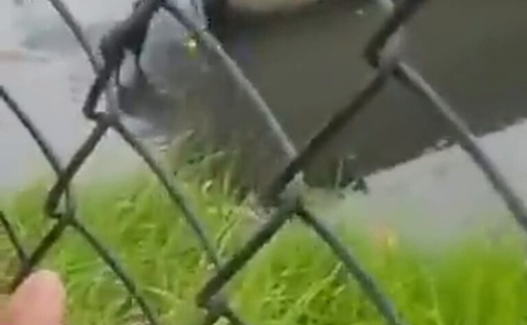 Rescate a un cachorro que cayó en un canal de agua