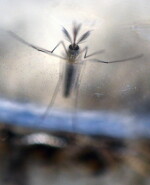 Aedes Aegypti - mosquito