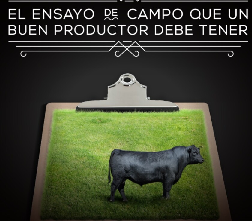angus-en-la-santina.jpg