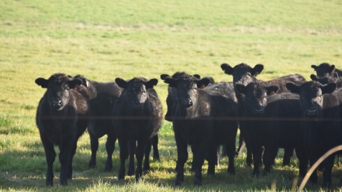Ganado Angus en pradera.