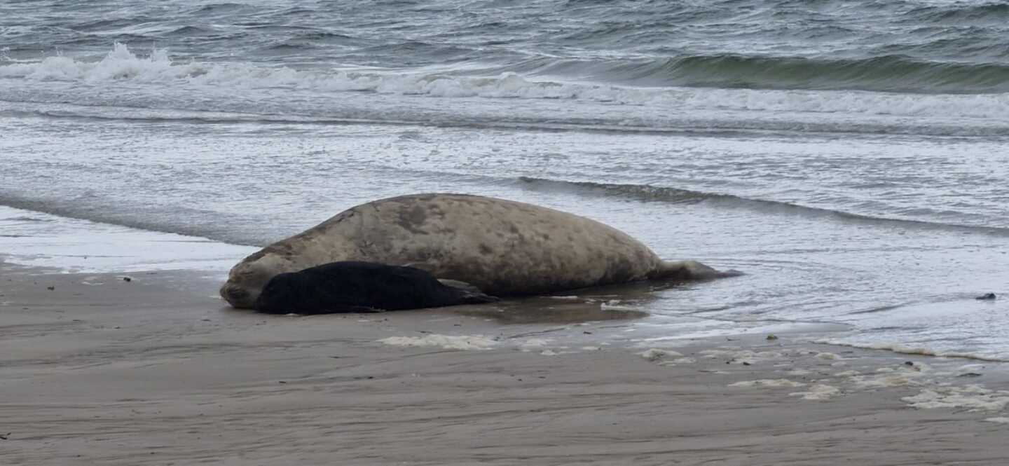 Elefante marino y su cría