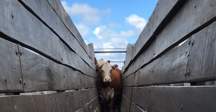 Quedaron atrás semanas de precios a la baja para el ganado gordo en la región.