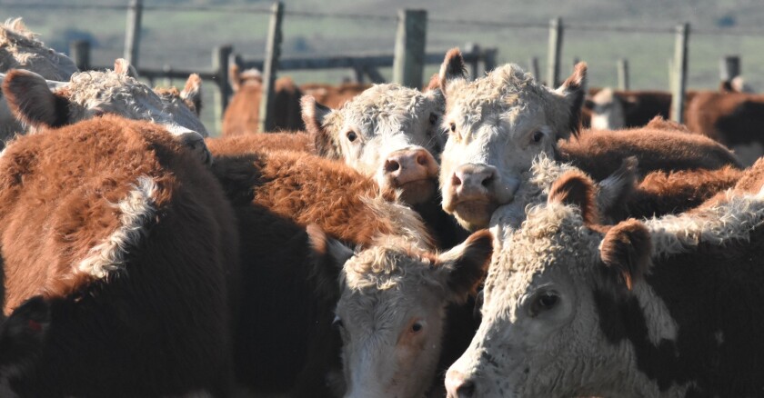 Ganado Hereford.
