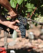 Mosto: el precio por tonelada para que el proyecto sea rentable debería ser de US$ 2.966,8