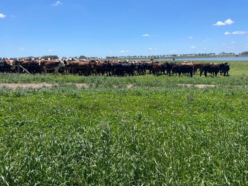 Pasturas.