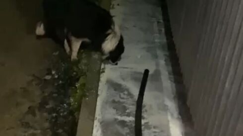 Perro tomando la leche tirada en la cuneta.