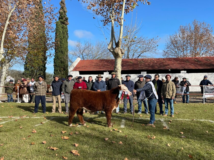 El Gran Campeón Hereford y el Campeón Ternero Mayor Hereford fueron expuestos por El Paraíso (RP 12084)..jpg
