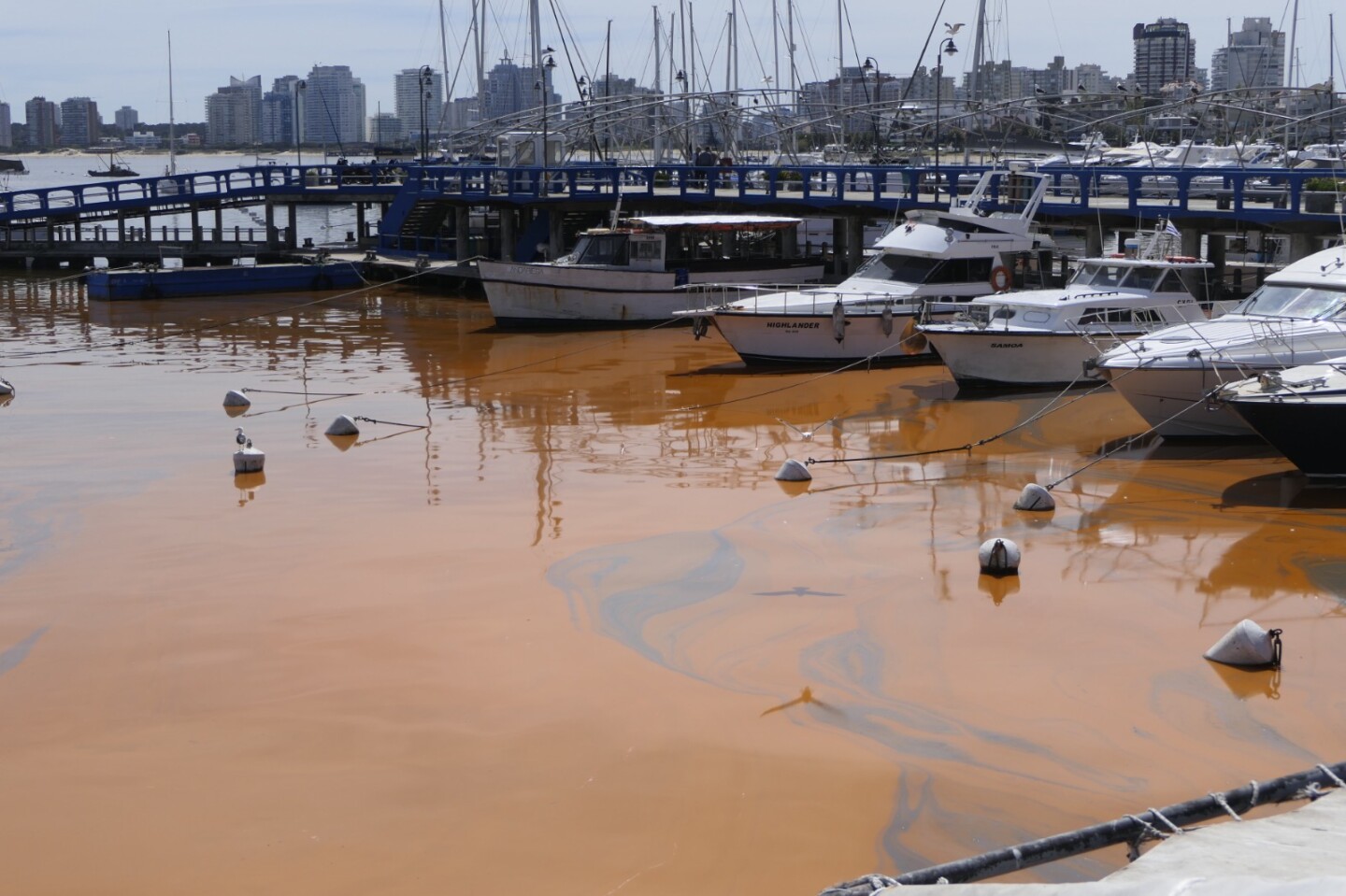 Noctilucas en el agua del puerto de Punta del Este