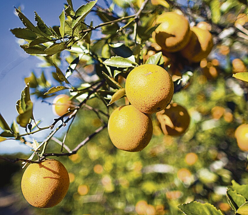 CULTIVOS DE NARANJAS