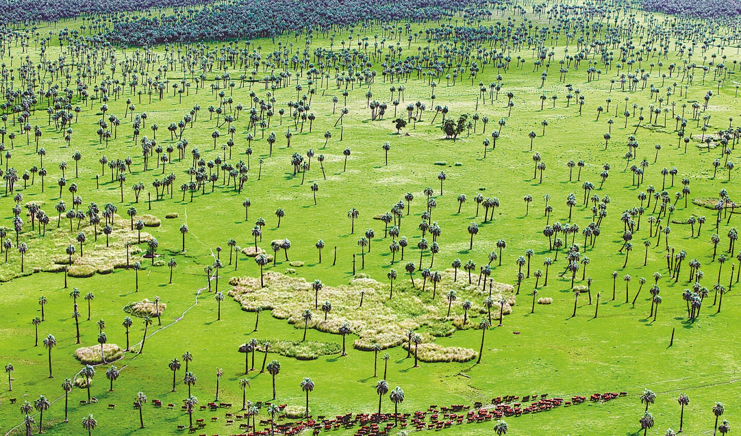 NATURALEZA