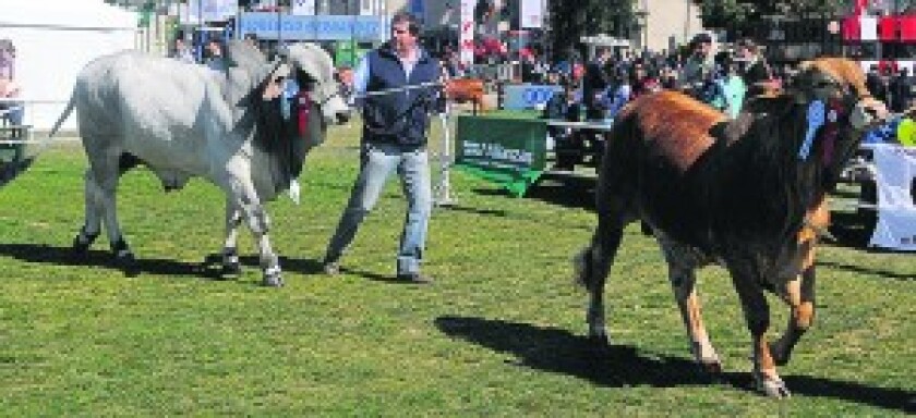 Brahman