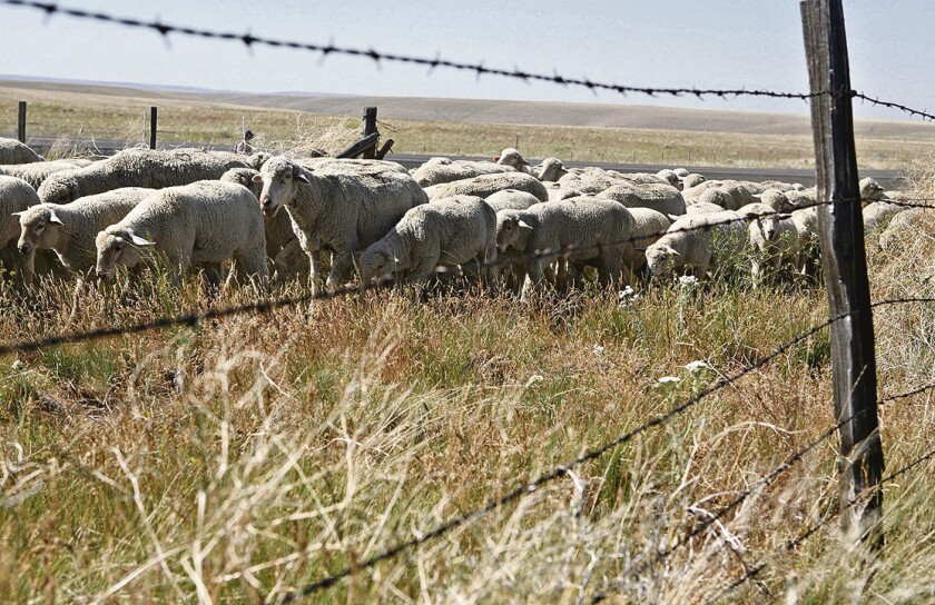 A flock of Rambouillet sheep walks alongside Interstate 395 at the Cu