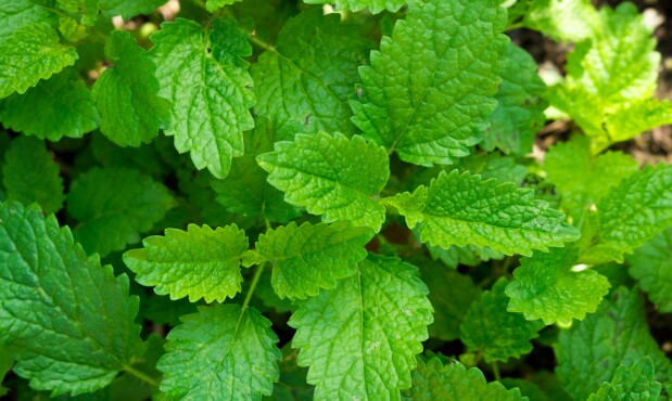 Melisa o toronjil.jpg