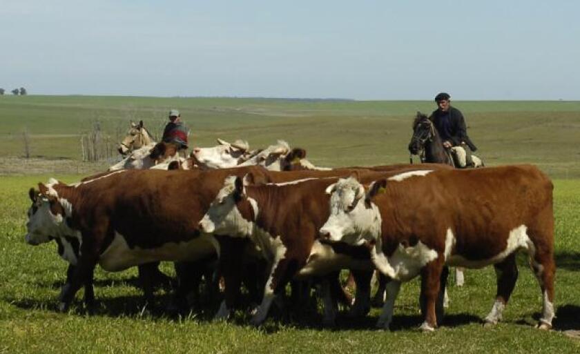 Ganado vacuno en el campo. Foto: archivo El País.