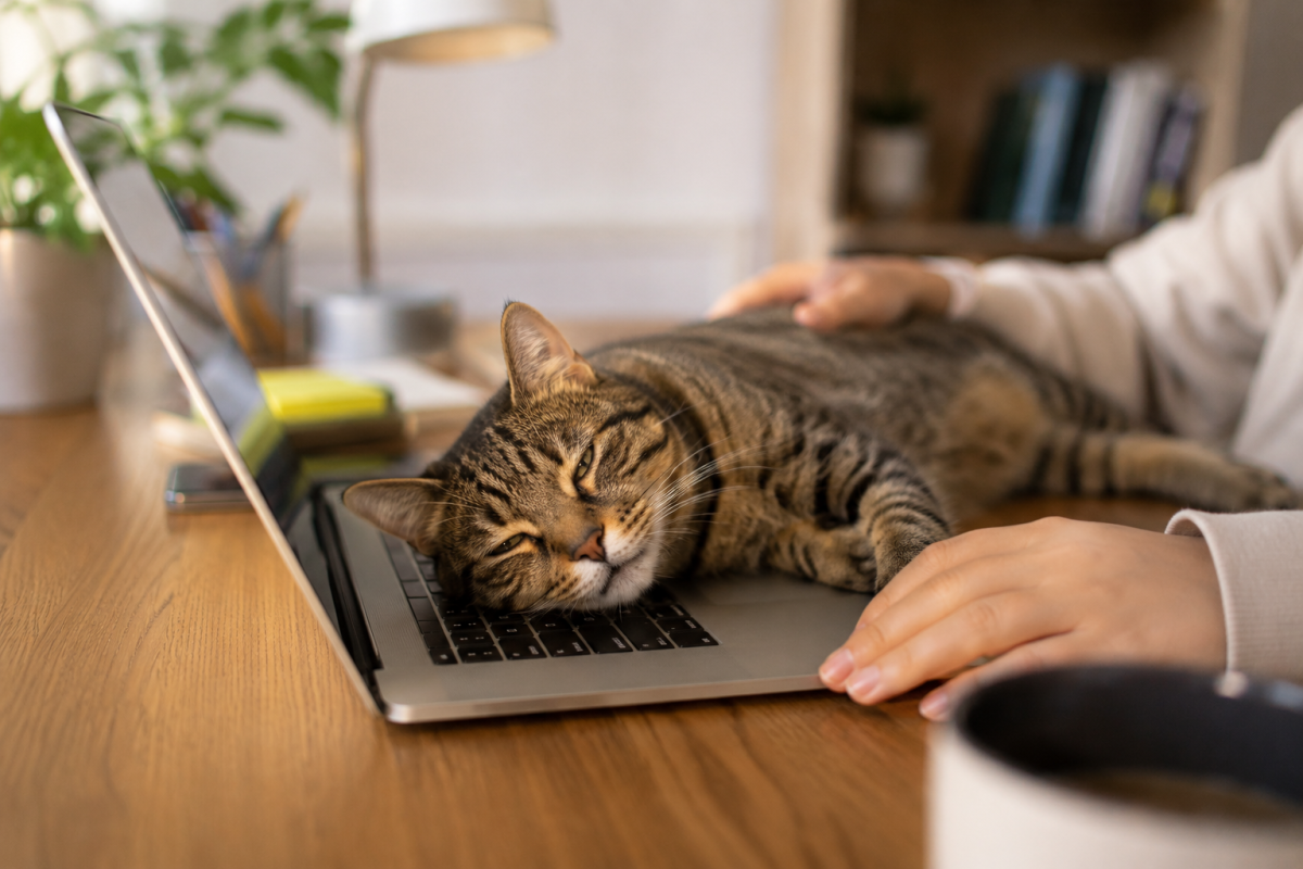 Gato sobre el teclado