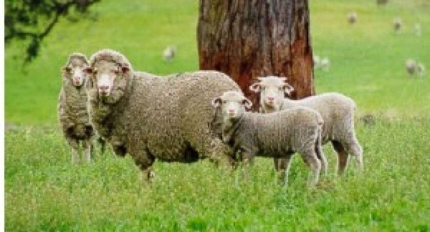 MERINO