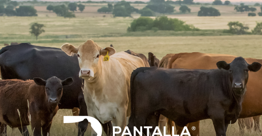 Remate de Pantalla Uruguay,.