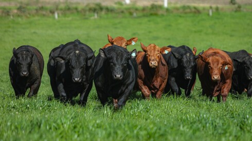 Foto toros El Yunque.jpeg