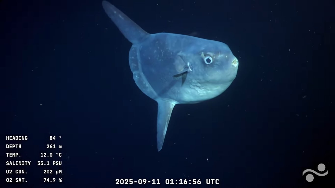 Avistaron un pez luna (Mola mola)