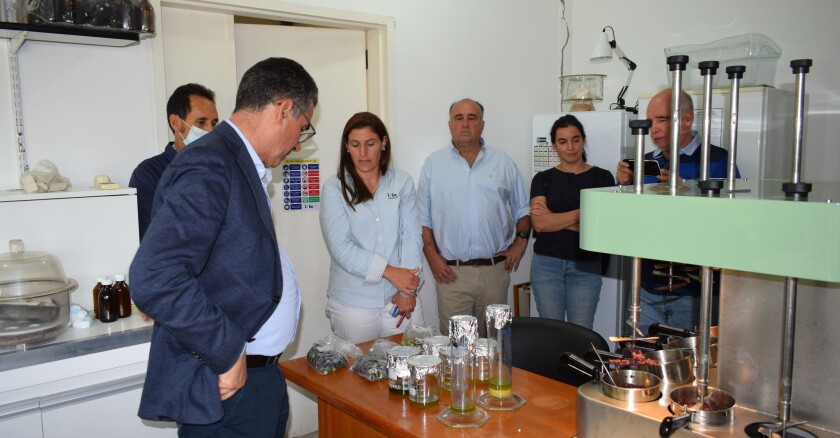 El mundo se interesa por la producción de olivos en Uruguay.