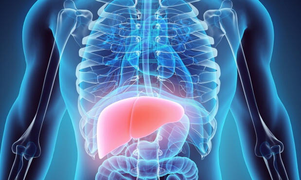 3D illustration of Liver.