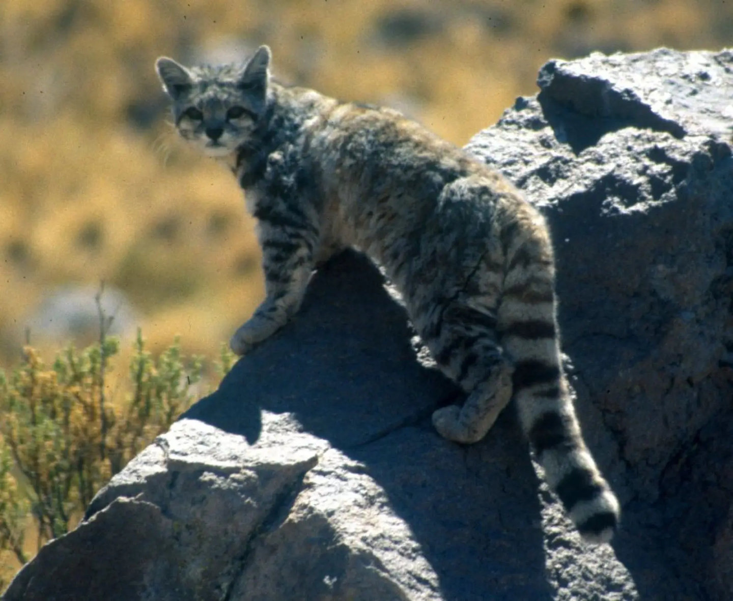 Gato andino.jpg