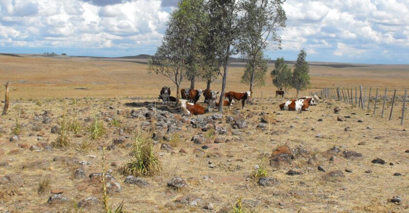 Sequía afecta al sector agropecuario