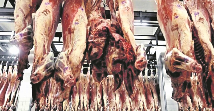 Carne  bovina.