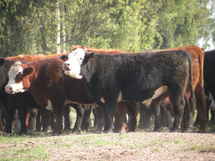 Foto: Pablo D. Mestre