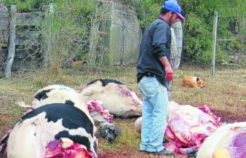Abigeato , lo que quedó de las vacas faenadas por ladrones, faena y robo de ganado, 20080627, foto Humberto Ramírez, Archivo El País, Soriano